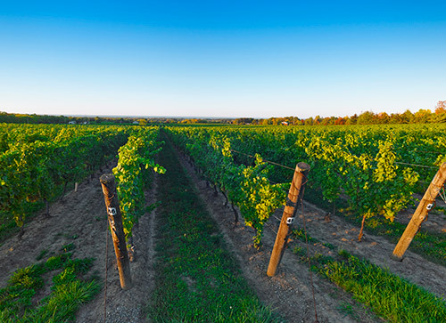 Vineyard